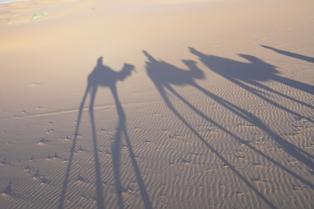 shadows of three camels in the desert.