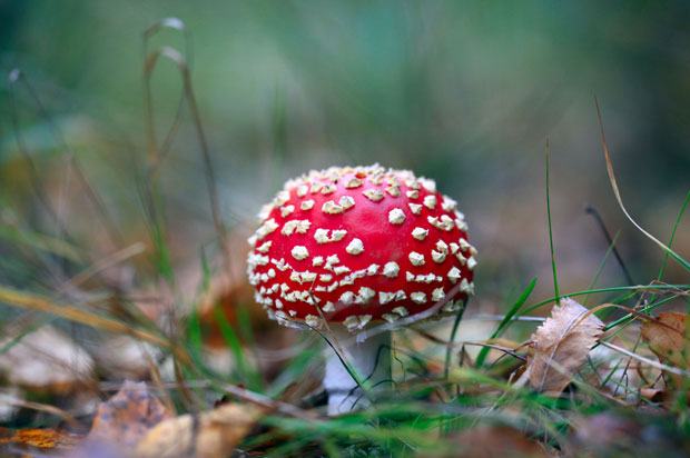A red, white spotted fly agaric mushroom