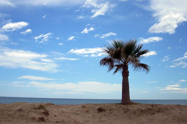 picture of a beach, sea and palm tree.