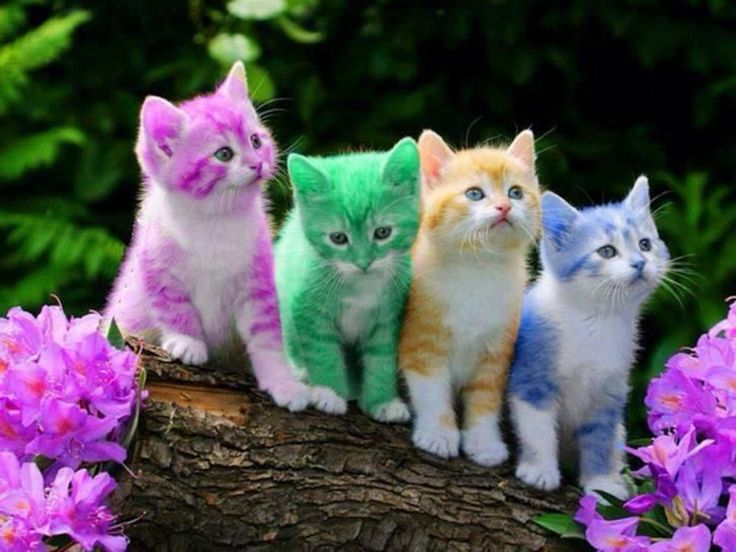 colourful kittens