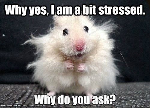 stressed hamster meme